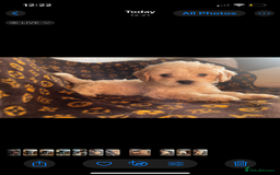 Mixed Breed dogs for sale: COTON DE TULEARS READY FOR THEIR FOREVER HOMES - Image 8