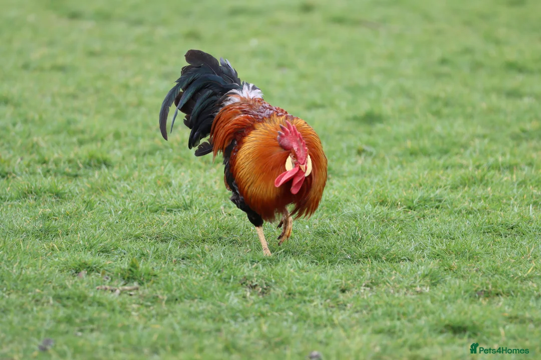 Chickens poultry for sale: Excellent Leghorn cockerals  - Advert 4