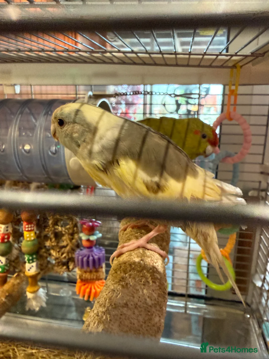 Parakeets birds for sale: 2 Beautiful tame young kakariki  - Advert 2