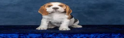 Beagle dogs for sale: CH Sired, Fully Health Tested, KC Reg, Beagle Pups - Advert 32