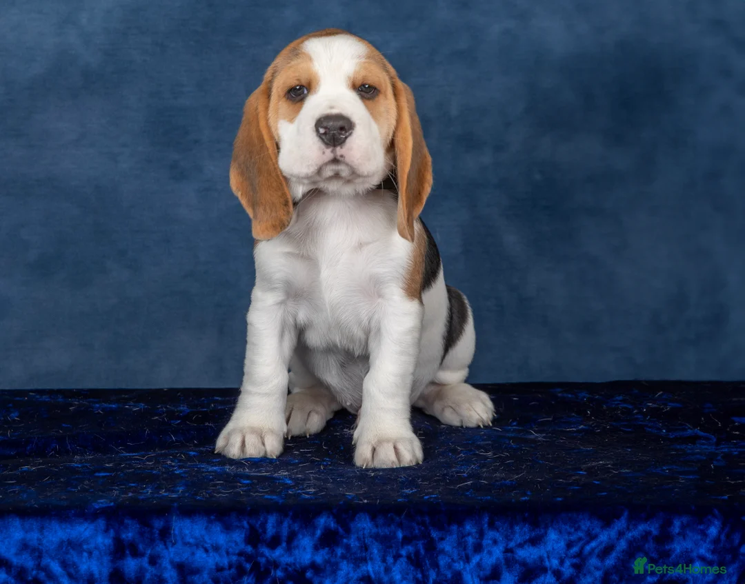 Beagle dogs for sale: CH Sired, Fully Health Tested, KC Reg, Beagle Pups - Advert 32