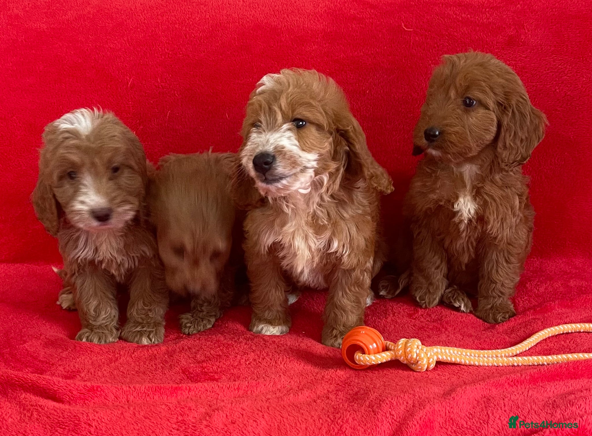 Cockapoo dogs Beautiful F1 cockerpoo pups NOW READY - Advert 1