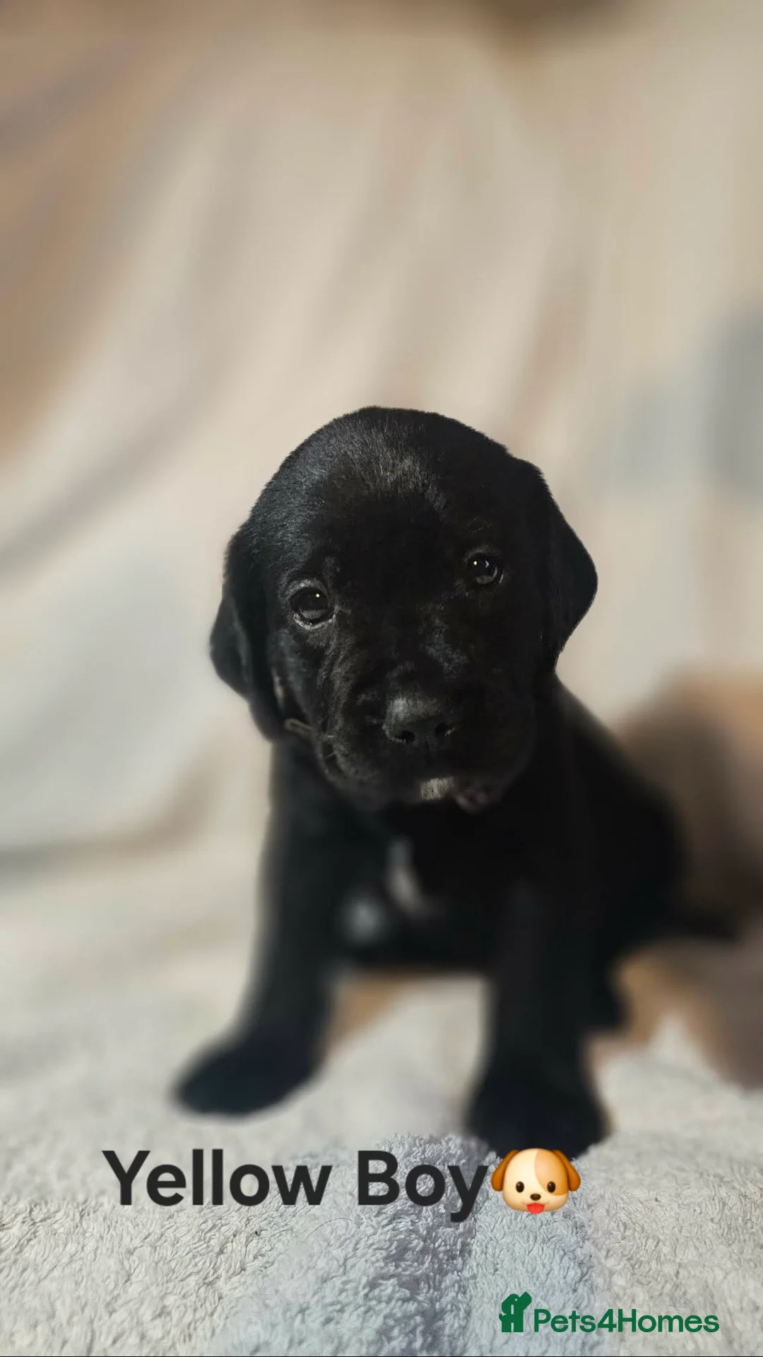 Springador dogs for sale: 🌟 8 Stunning Springador Puppies 🌟 in Stranraer - Advert 2