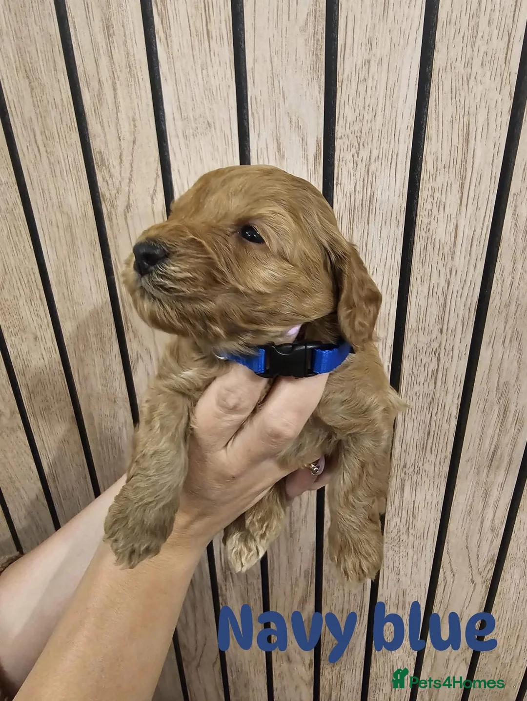 Cockapoo dogs for sale: F2B miniature Cockapoo puppies - Advert 2