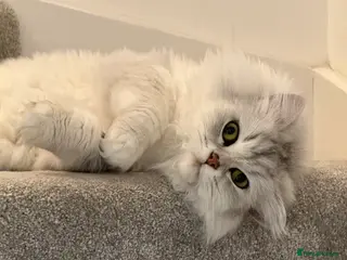 Persian cats Beautiful Persian Cat for Sale! - Advert 1