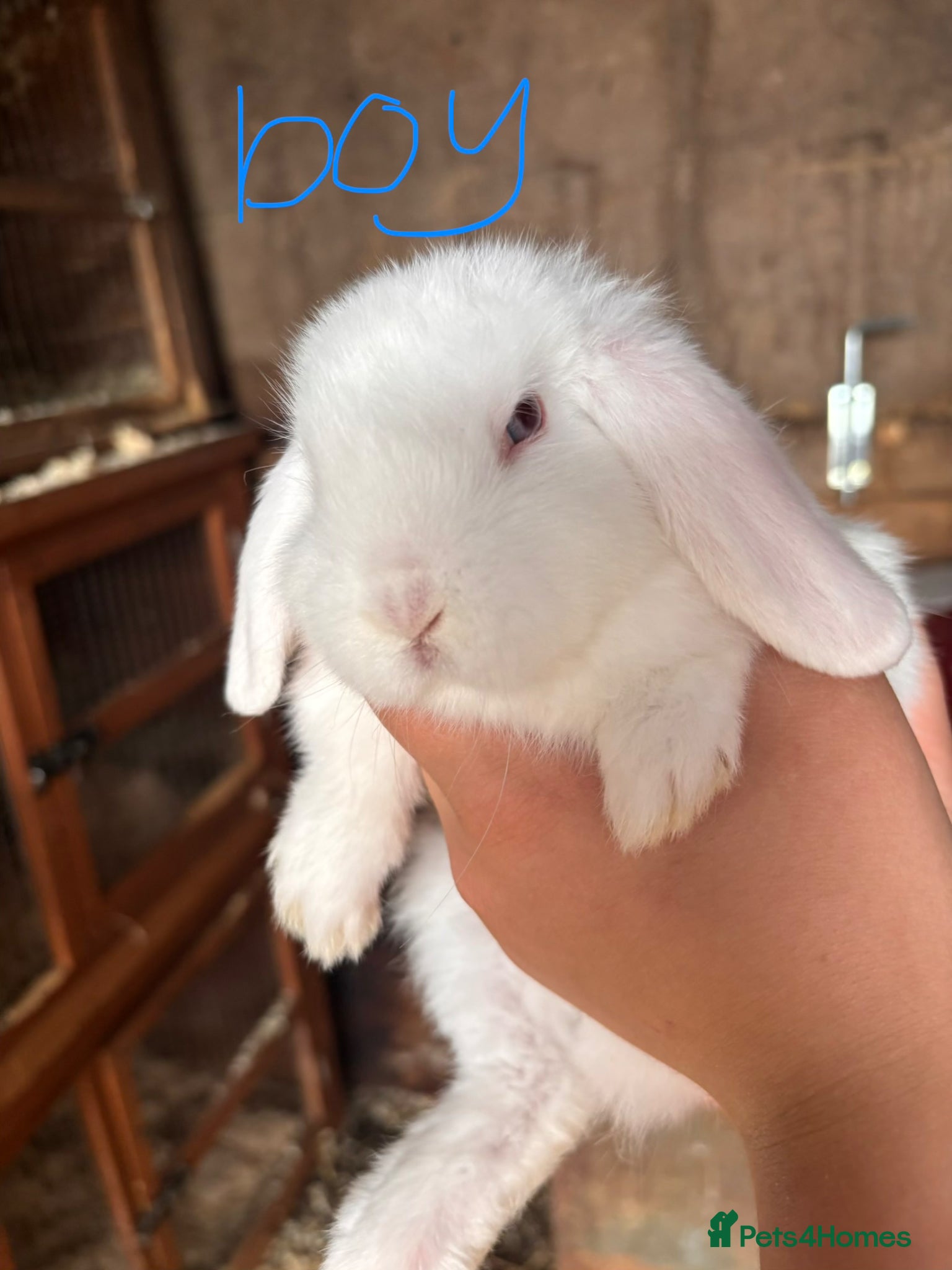 Mini Lop rabbits for sale: 8 beautiful baby’s rabbit  - Advert 12