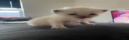 Ragdoll cats for sale: Blue point Ragdoll kittens for sale - Advert 12