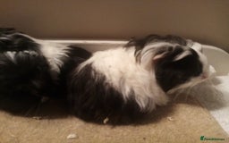Guinea Pig rodents for sale: Sheltie, coronet, Merino Guinea pigs  - Advert 3