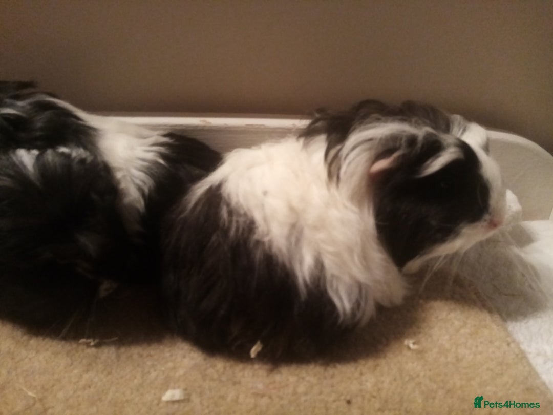 Guinea Pig rodents for sale: Sheltie, coronet, Merino Guinea pigs  - Advert 3
