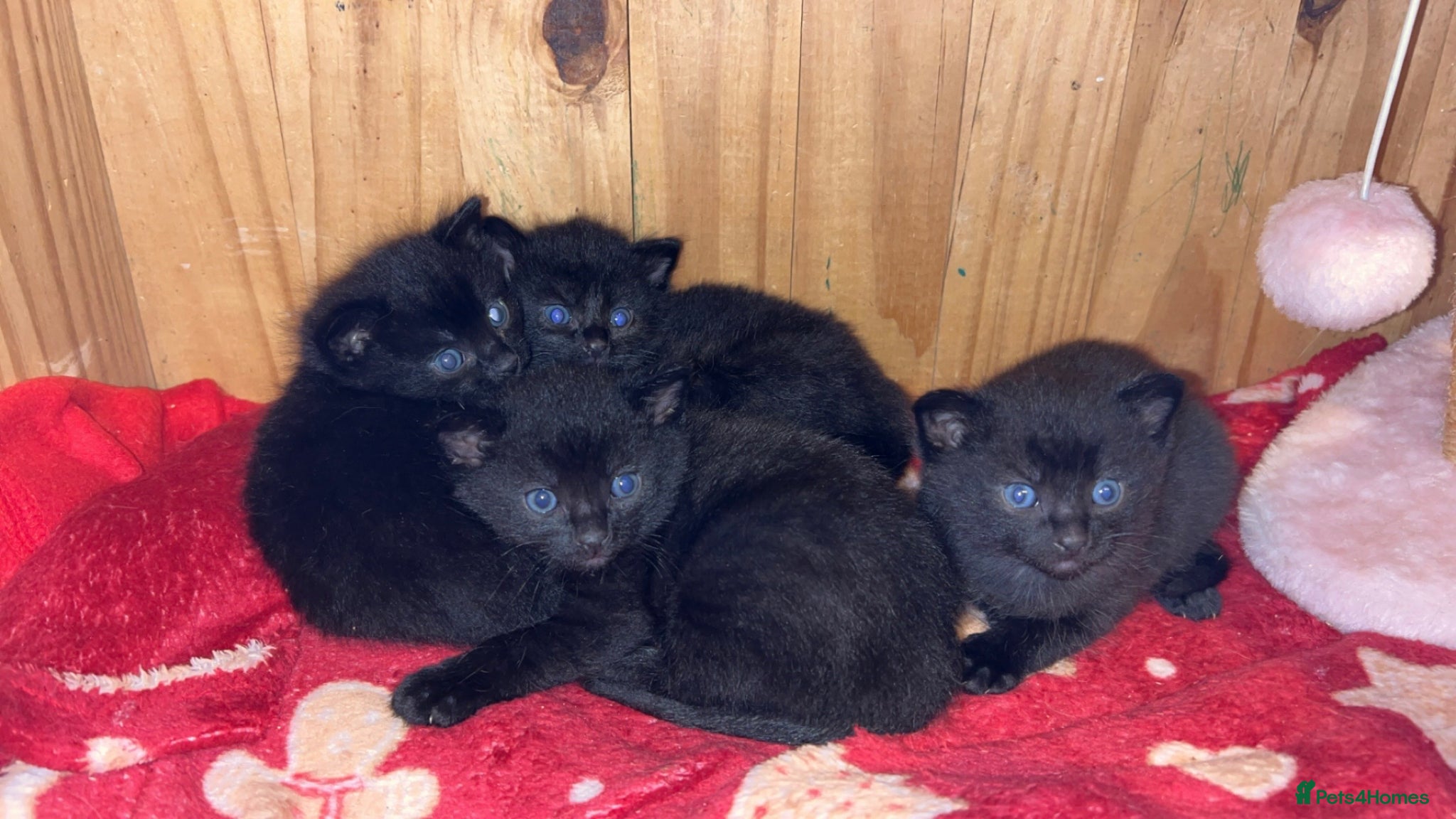Mixed Breed cats X4 Black kittens - Advert 8