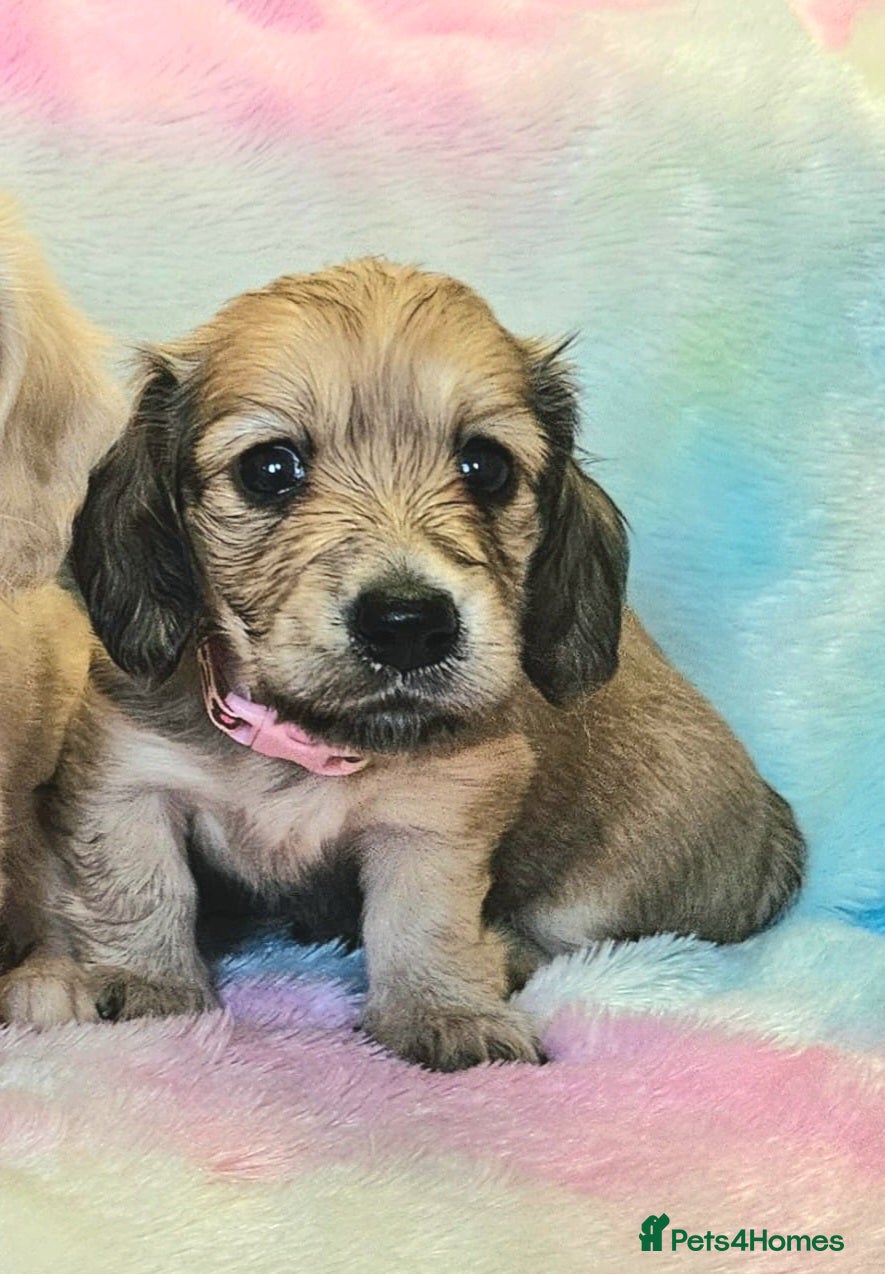 Miniature Dachshund dogs long haired shaded cream mini girls  - Advert 6