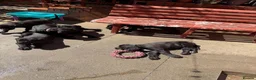 Cane Corso dogs for sale: Cane Corso for Sale- 4 girls&1Boy - Advert 3
