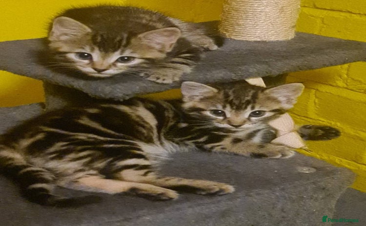 Mixed Breed cats - Advert 4