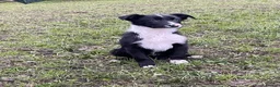 Border Collie dogs for sale: Killiebrae Sid and Sam  - Advert 3