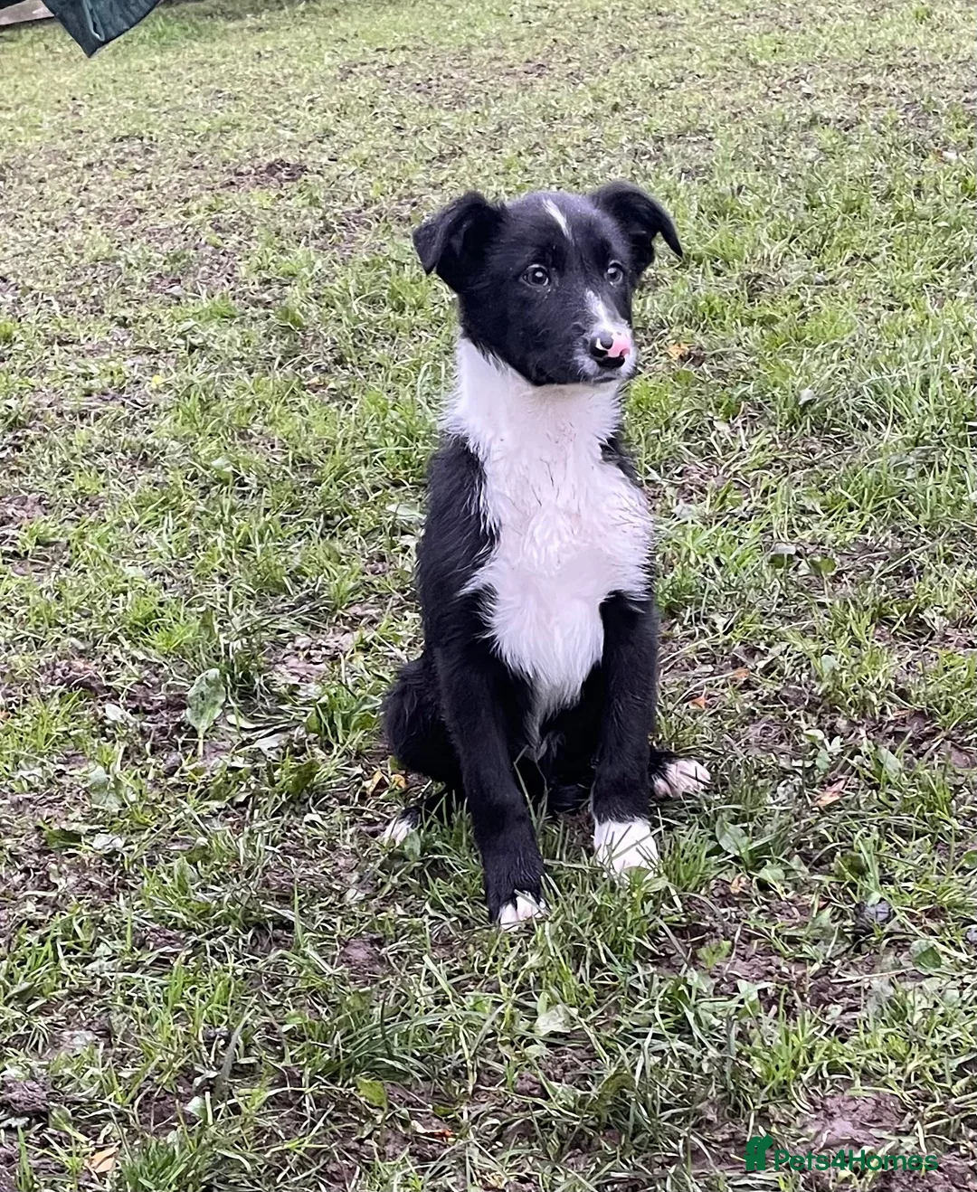 Border Collie dogs for sale: Killiebrae Sid and Sam  - Advert 3