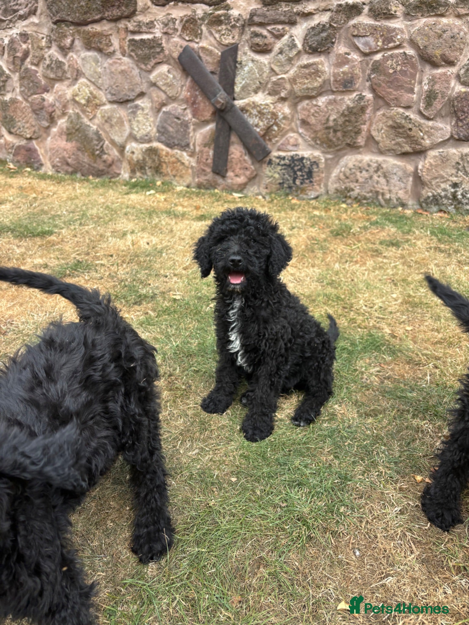 Goldendoodle dogs 💥 REDUCED TO SELL 💥Beautiful Goldendoodles - Advert 1