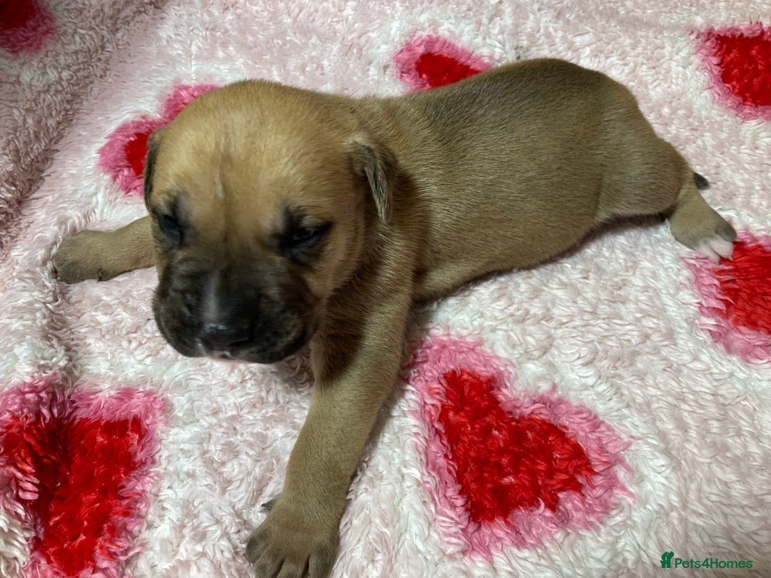 Mixed Breed dogs for sale: Presa Canario x Boerboel Puppies in Bromley - Image 16