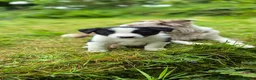 Border Collie dogs for sale: Black and White Border Collie boy puppy - Advert 5