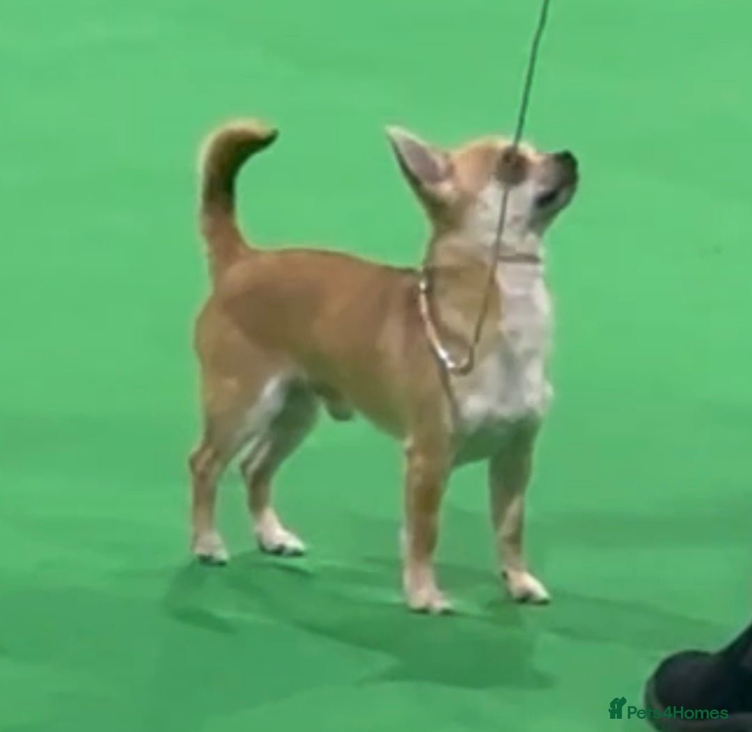 Chihuahua dogs for sale: KC Reg Crufts Qualified Smoothcoat little Boy  - Image 4