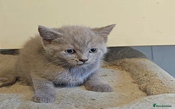 British Longhair cats for sale: Beautiful and Playful kittens - Image 10