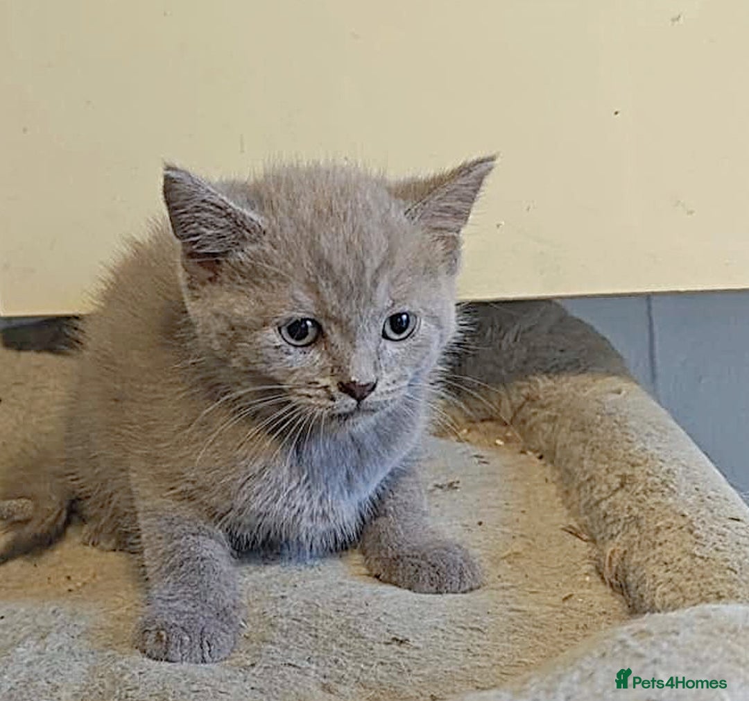 British Longhair cats for sale: Beautiful and Playful kittens - Image 10