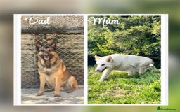 German Shepherd dogs for sale: Adorable German Shepherd Puppy for HisForever Home - Image 4