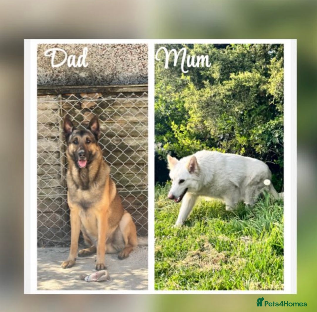 German Shepherd dogs for sale: Adorable German Shepherd Puppy for HisForever Home - Image 4