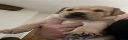 Labrador Retriever dogs for sale: KC REGISTERED FULLY HEALTH TESTED LABRADOR PUPPY in Market Harborough - Advert 14