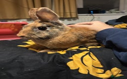 Netherland Dwarf rabbits for sale: rabbits for sale - Advert 5