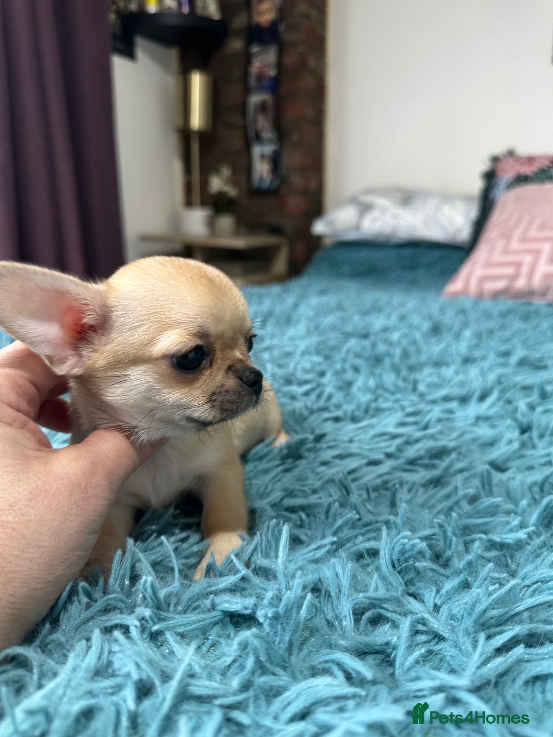 Chihuahua dogs for sale: Beautiful Chihuahua puppies. Two girls left  - Advert 31