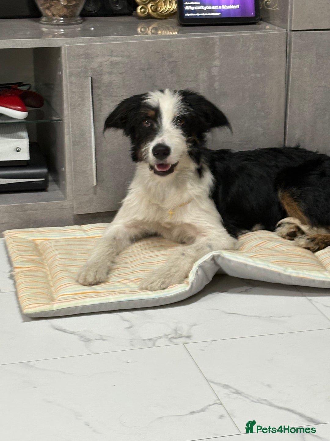 Mixed Breed dogs for stud: Border Collie × Bearded Collie Dog – 1 Year Old - Advert 3
