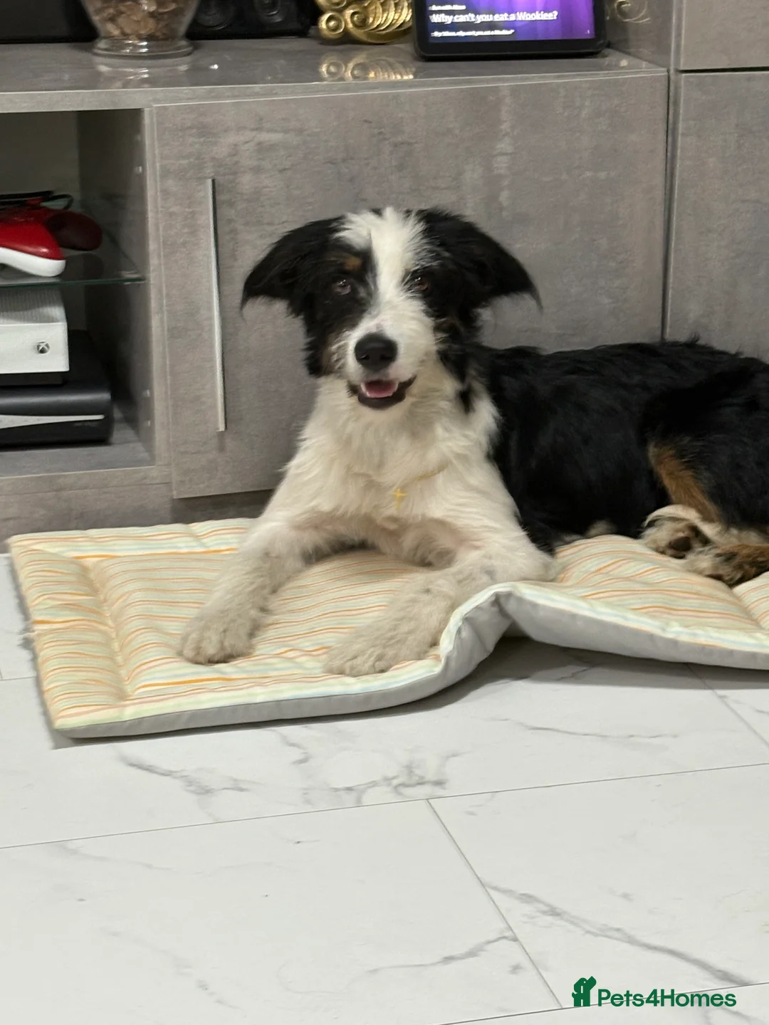 Mixed Breed dogs for stud: Border Collie × Bearded Collie Dog – 1 Year Old - Advert 3