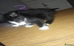 Mixed Breed cats for sale: Kittens for sale - Image 3
