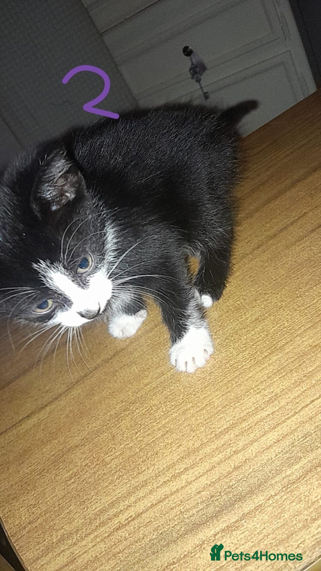 Mixed Breed cats for sale: Kittens for sale - Image 3