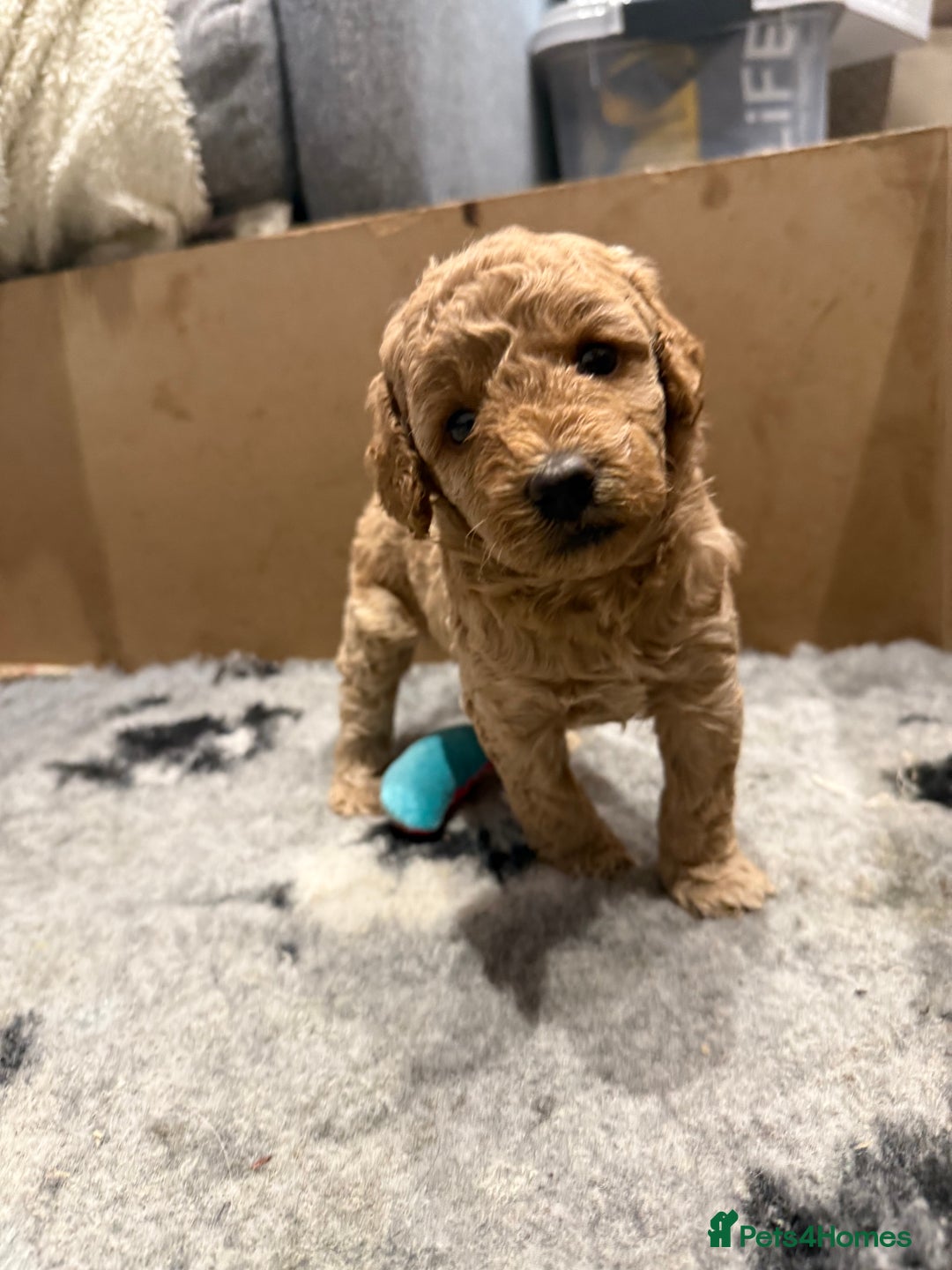 Miniature Poodle dogs for sale: Miniature poodle puppies ready now  - Image 19