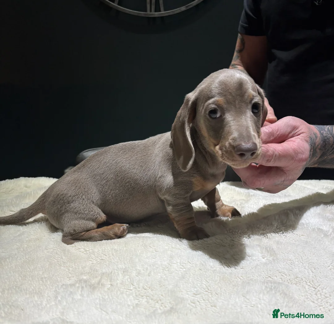 Dachshund dogs for sale: Handsome Isabella/Tan Miniature Dachshund Puppy - Advert 3