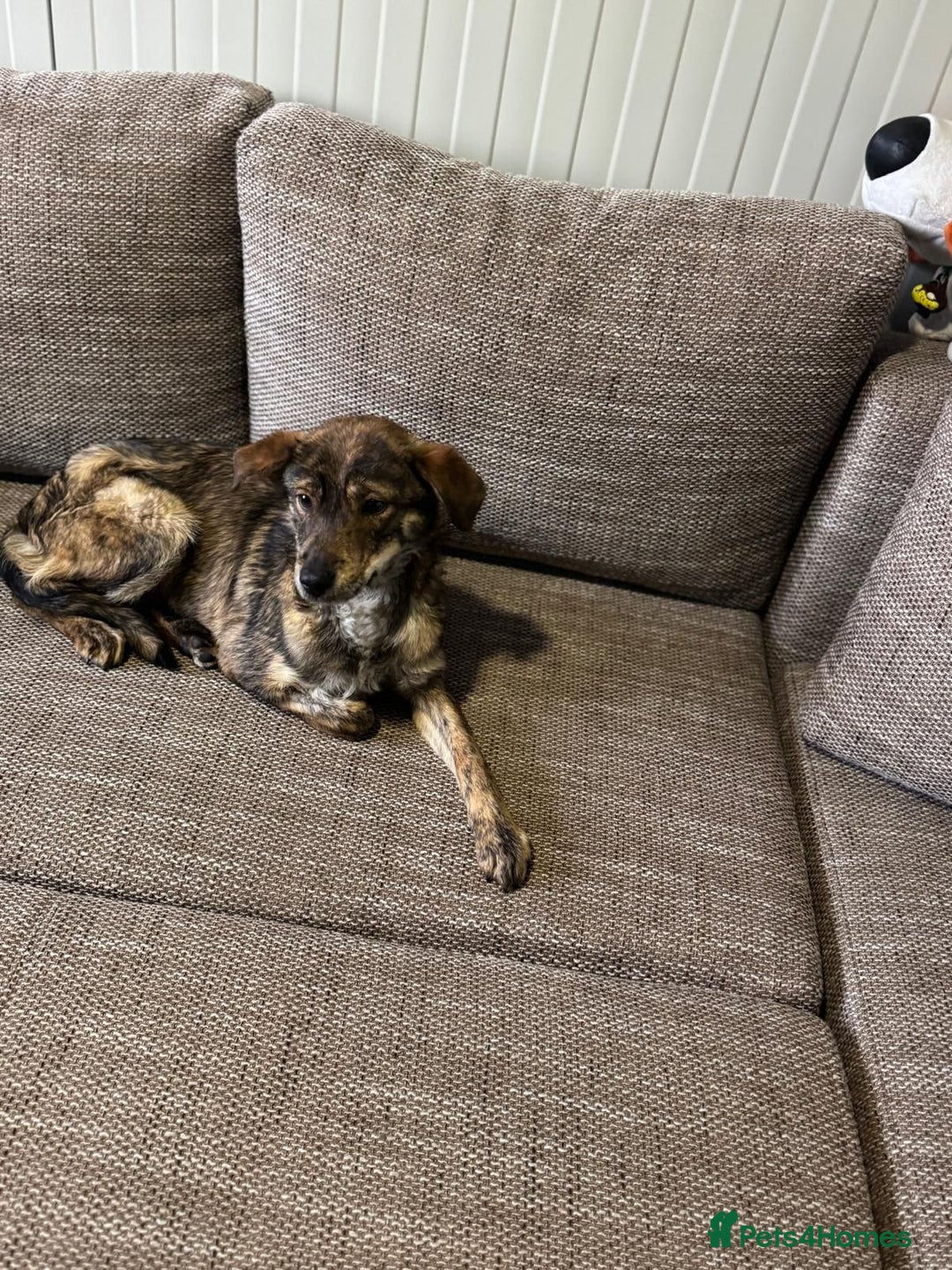 Mixed Breed dogs for adoption: Beautiful Bella needs her special home - Advert 9