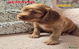 Cocker Spaniel dogs for sale: Beautiful cocker spaniels  - Image 2