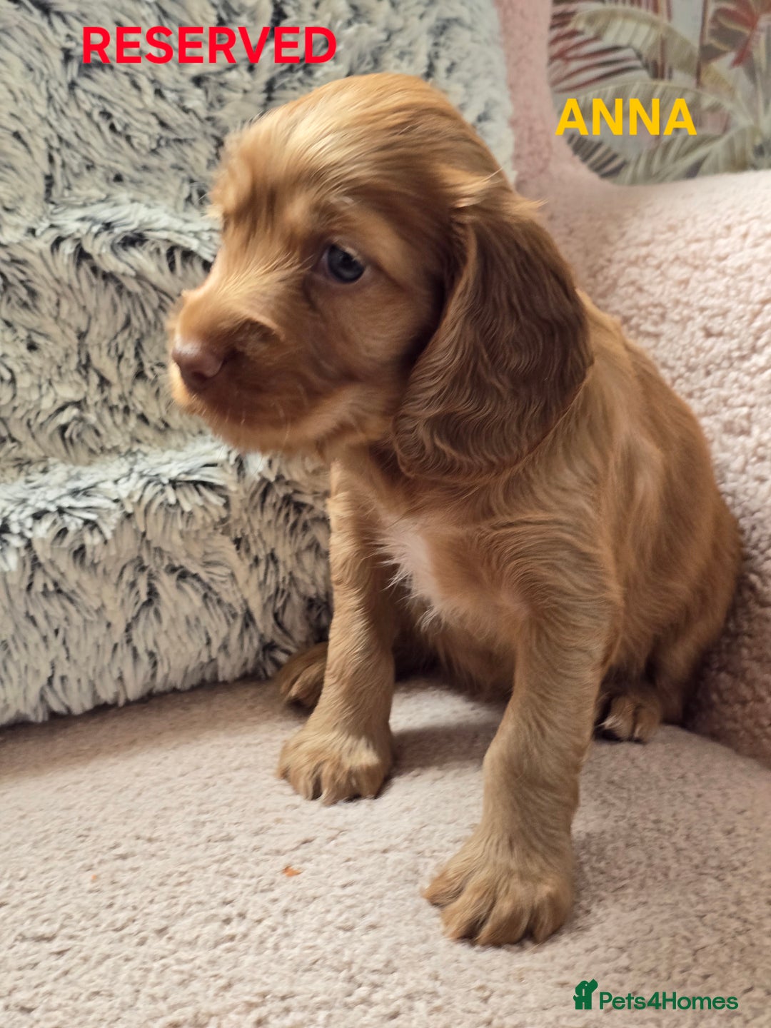 Cocker Spaniel dogs for sale: Beautiful cocker spaniels  - Image 2