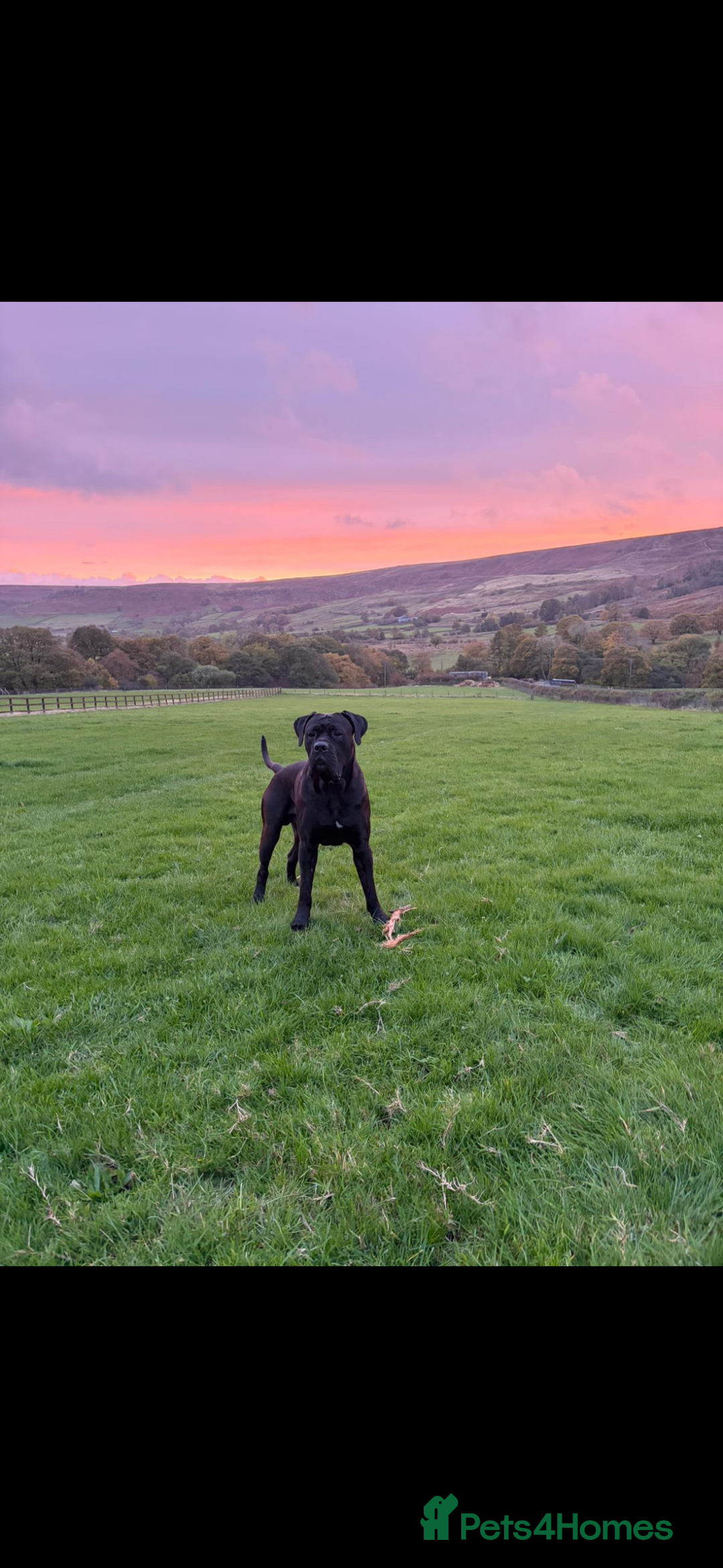 Cane Corso dogs for sale: Cane Corso - Advert 1