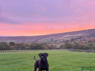 Cane Corso dogs Cane Corso - Advert 6
