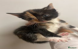 Domestic Shorthair cats for sale: Beautiful kittens  - Image 7