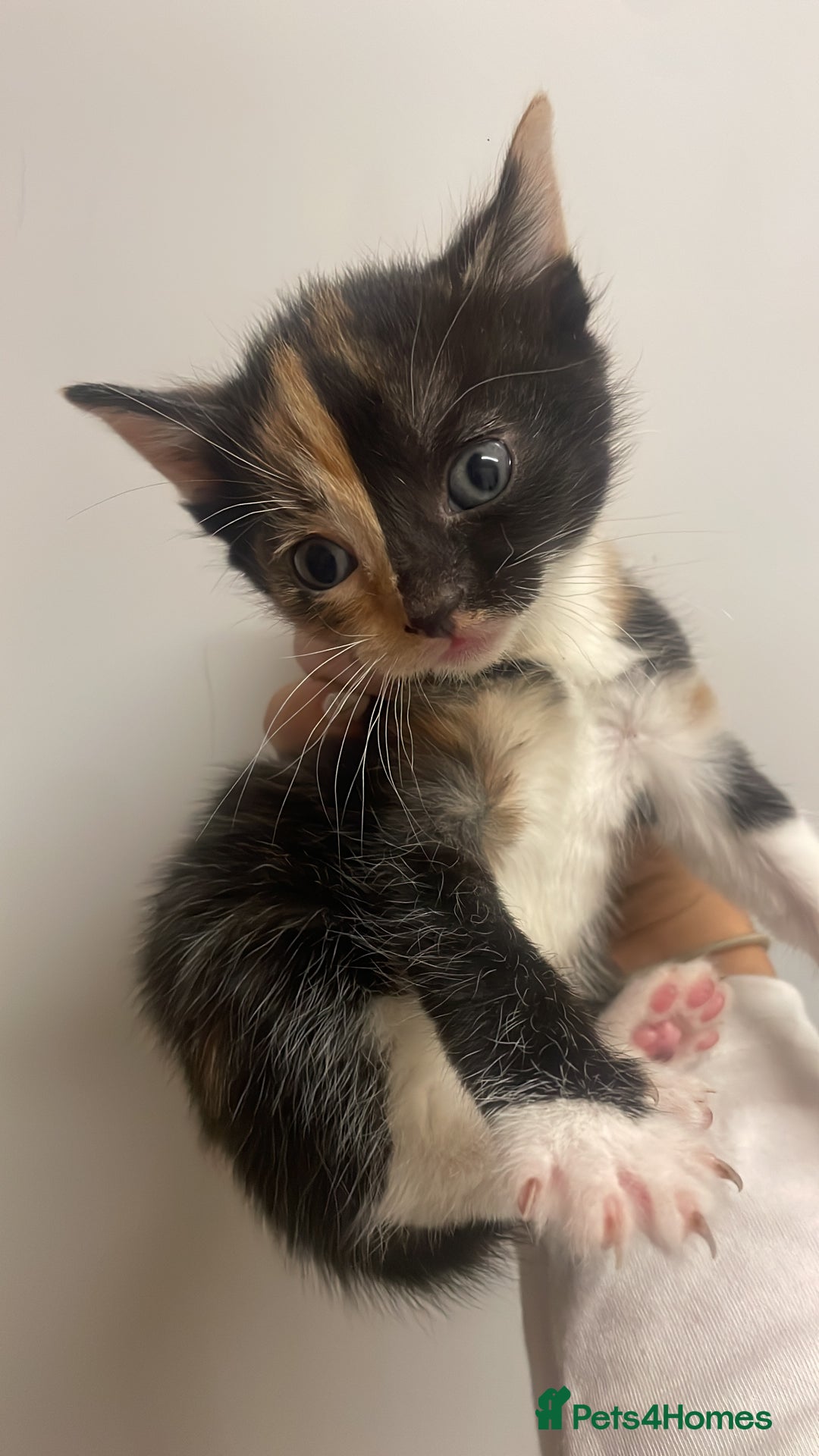 Domestic Shorthair cats for sale: Beautiful kittens  - Image 7