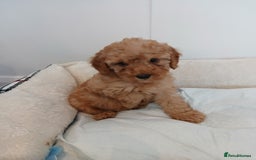 Cockapoo dogs for sale: Adorable F1B red cockapoo puppies  - Image 25