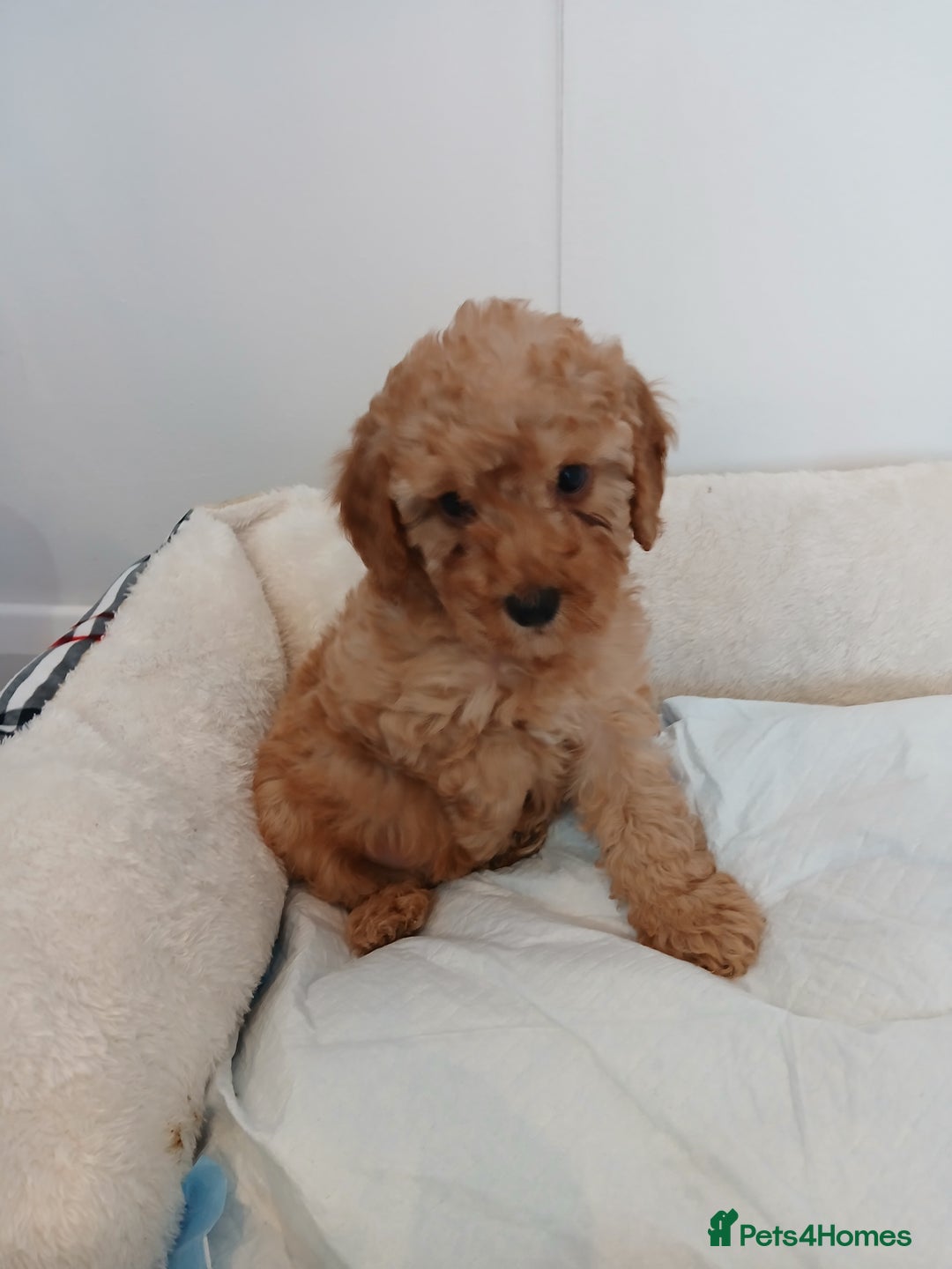 Cockapoo dogs for sale: Adorable F1B red cockapoo puppies  - Image 25