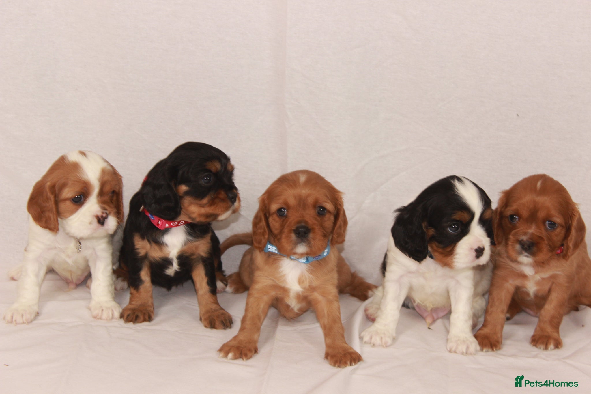 Cavalier King Charles Spaniel dogs Beautiful stunning  ckcs health care tested  - Advert 7