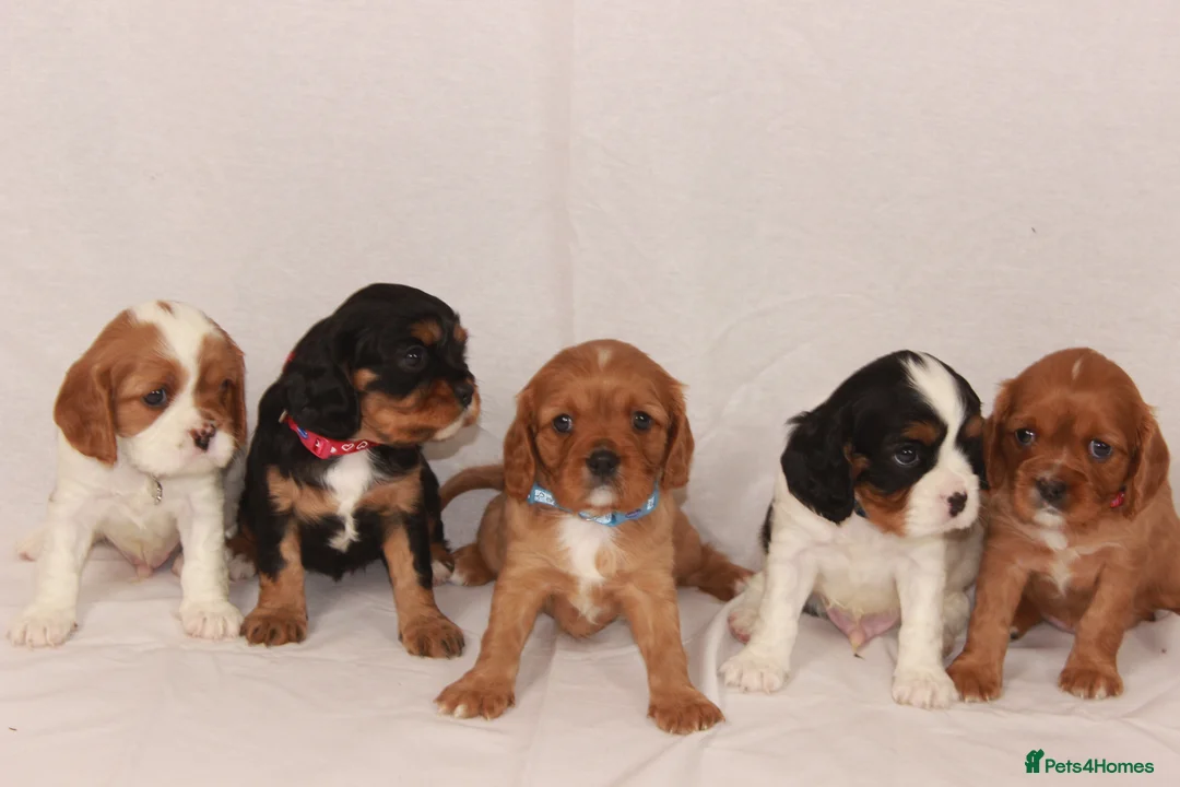 Cavalier King Charles Spaniel dogs for sale: Beautiful stunning  ckcs health care tested  - Advert 1