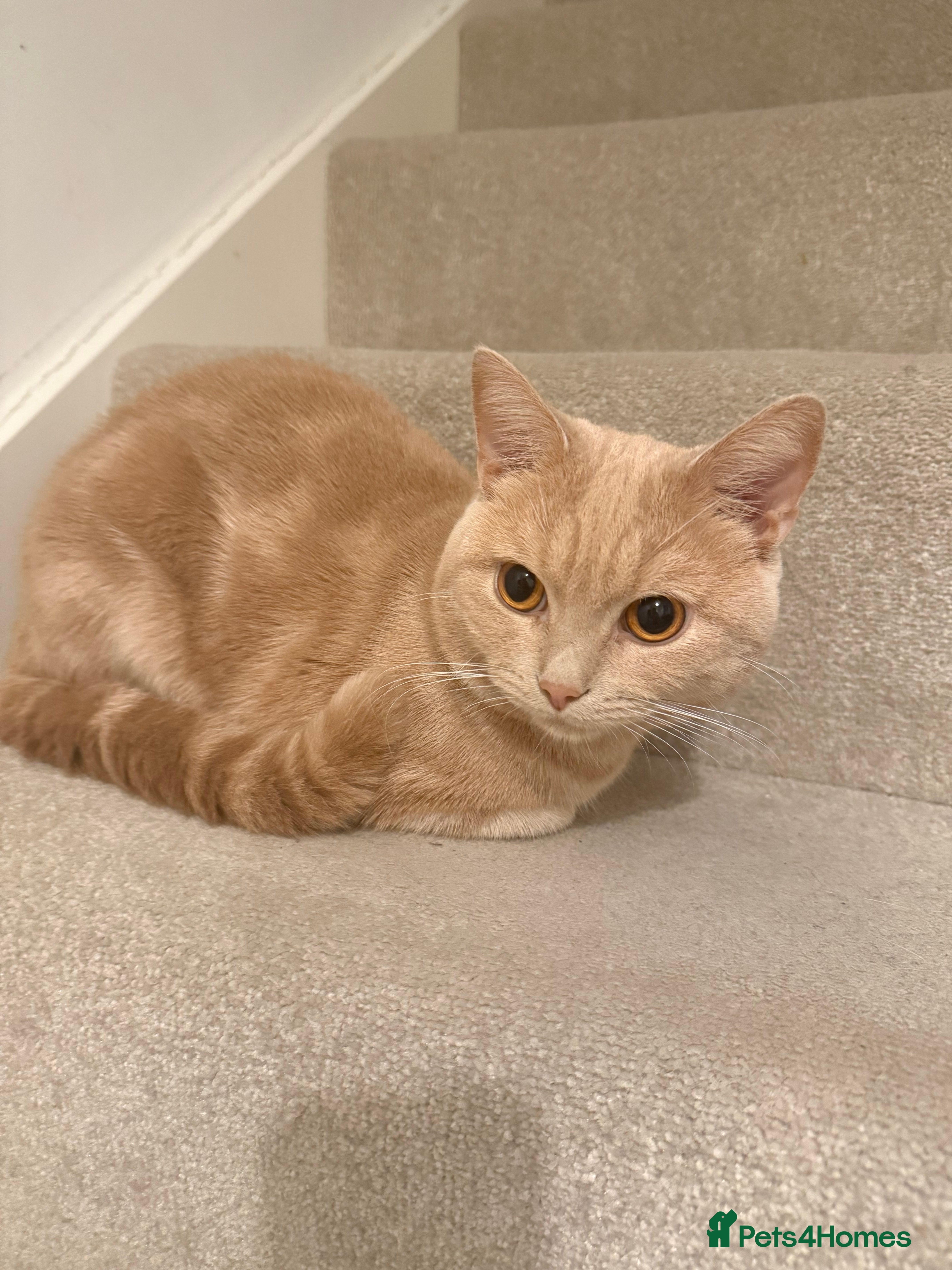 British Shorthair cats FULL CREAM BRITISH SHORT HAIR - Advert 15