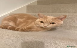 British Shorthair cats for sale: FULL CREAM BRITISH SHORT HAIR - Image 1