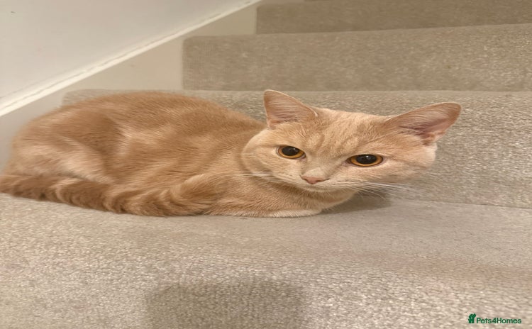 British Shorthair cats - Advert 6